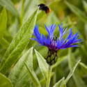 Hummel