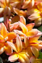Lieblingsblüte