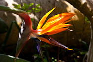 Paradiesvogel