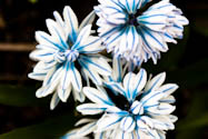 Blaustreif