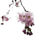 Kirschblüte
