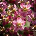 Saxifraga