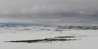 Schneeschwan