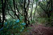 Blauwald