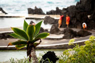 SOS Porto Moniz