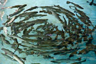 Forellen