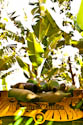 Banana da Madeira