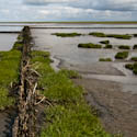 Grasland