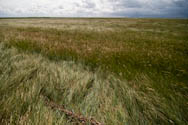 Wiese