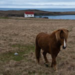 Islandpferd