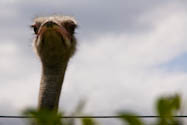 Emu