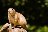 Erdmännchen