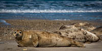 Seehunde
